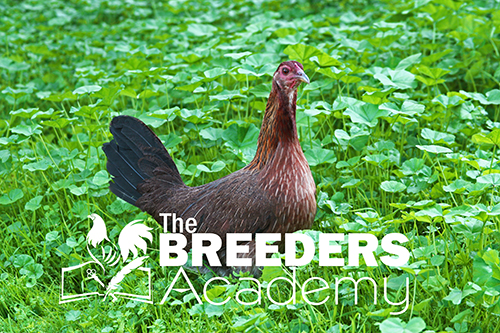 Join us at the Breeders Academy, where we can help you to create a true strain, even from hybrid crosses.