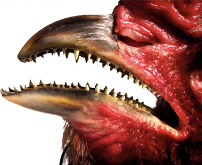 chicken with teeth